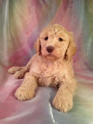 Standard Poodle puppies for sale, Cream, Apricot, Female, DOB 8-1-14. Standard poodle breeders in North Iowa who offers easy pick up for puppy breeders and buyers from Minnesota, Wisconsin, and Illinois. This poodle puppy for sale is up to breed standard!